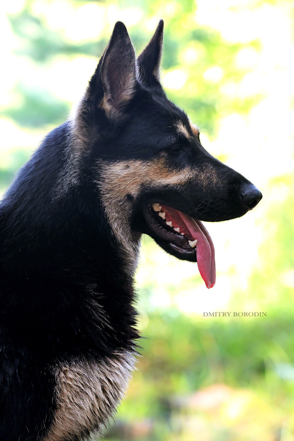 ВЕО. Фотограф Дмитрий Бородин