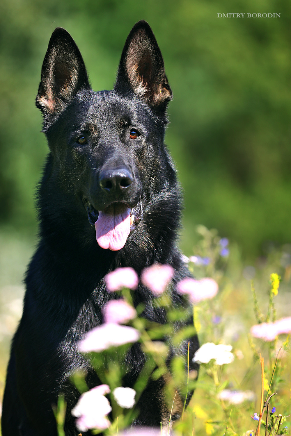 ВЕО. Фотограф Дмитрий Бородин