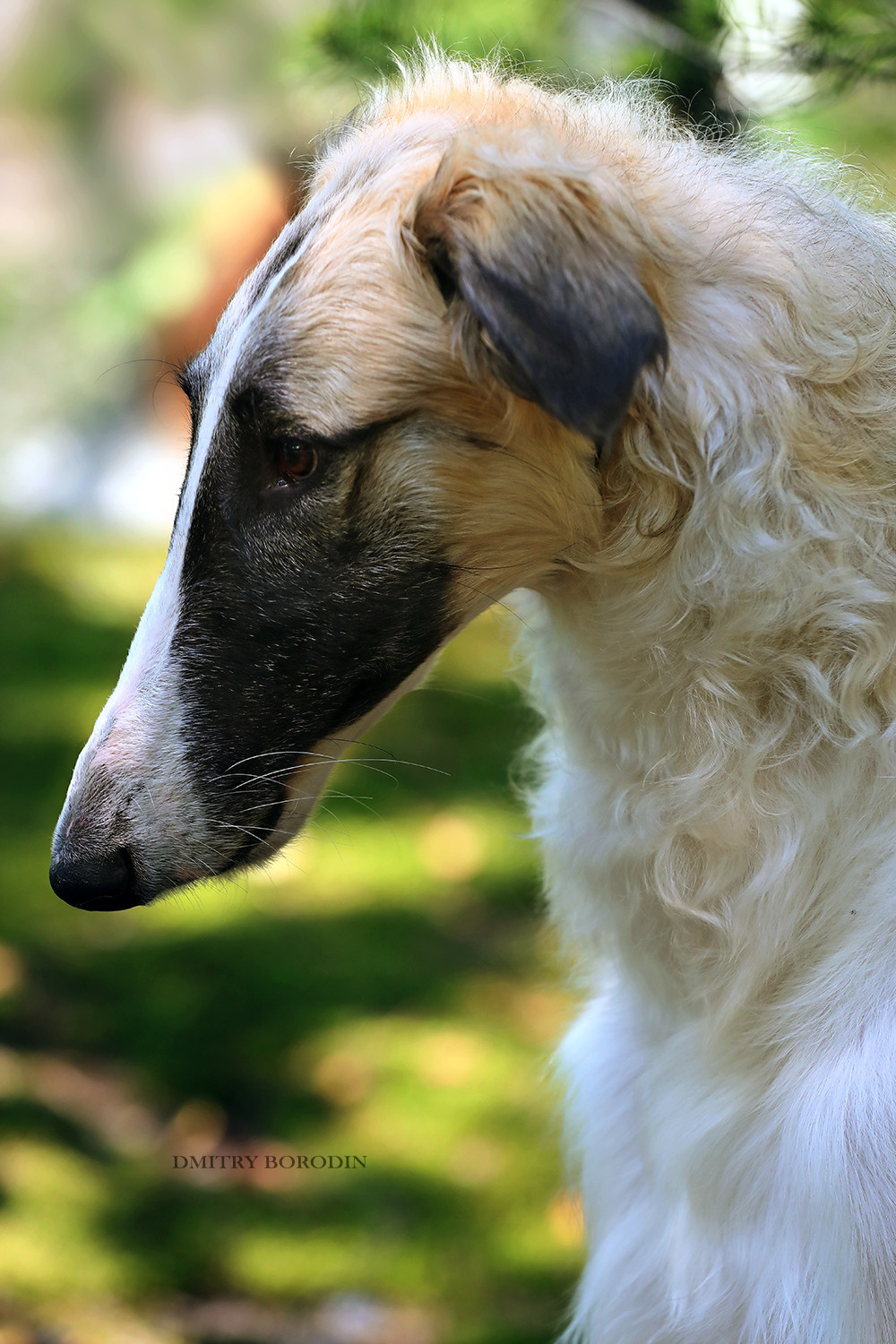Русская псовая борзая. Фотограф Дмитрий Бородин