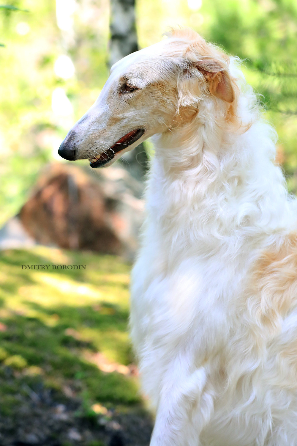 Русская псовая борзая. Фотограф Дмитрий Бородин