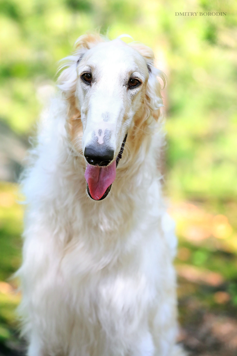 Русская псовая борзая. Фотограф Дмитрий Бородин