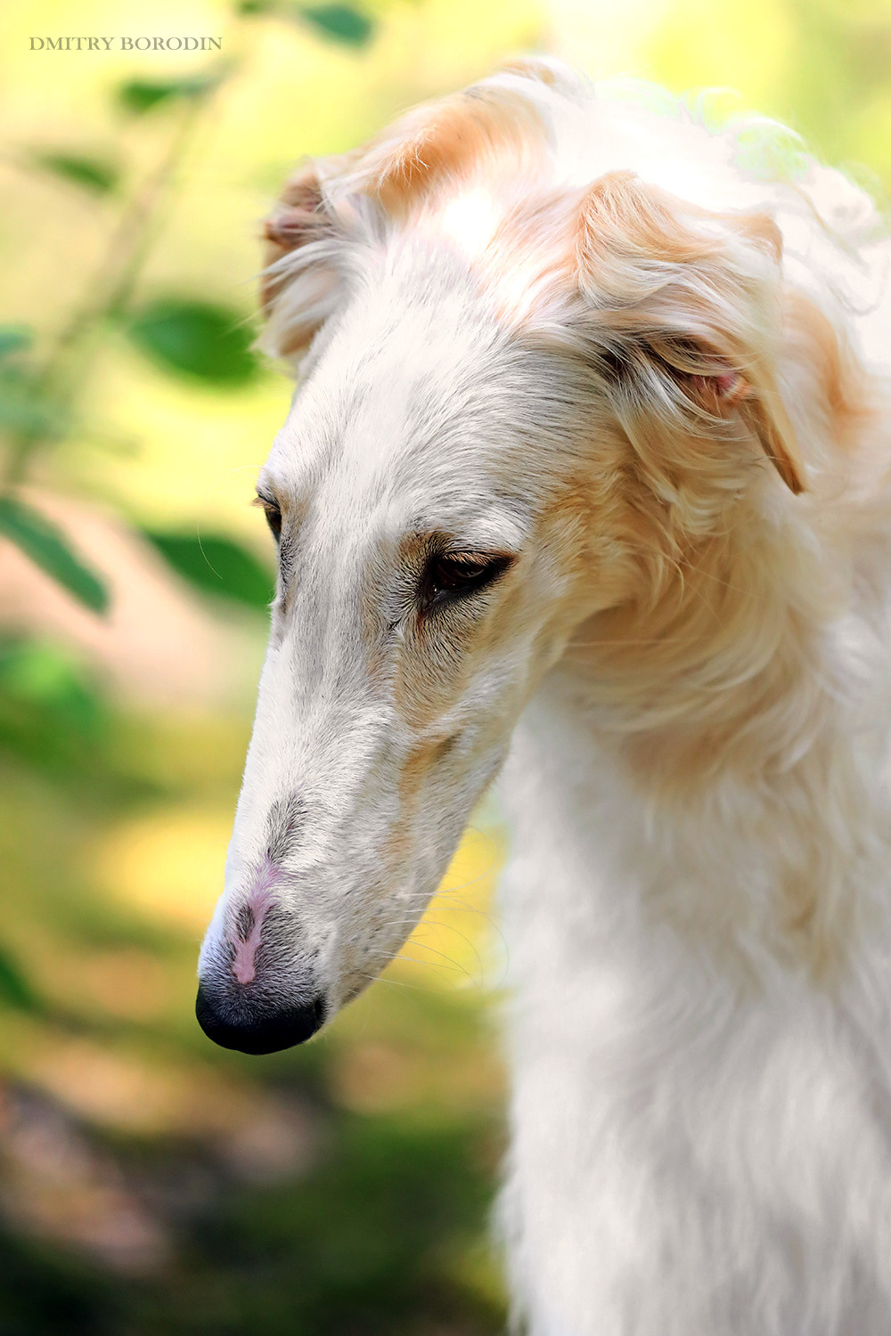 Русская псовая борзая. Фотограф Дмитрий Бородин
