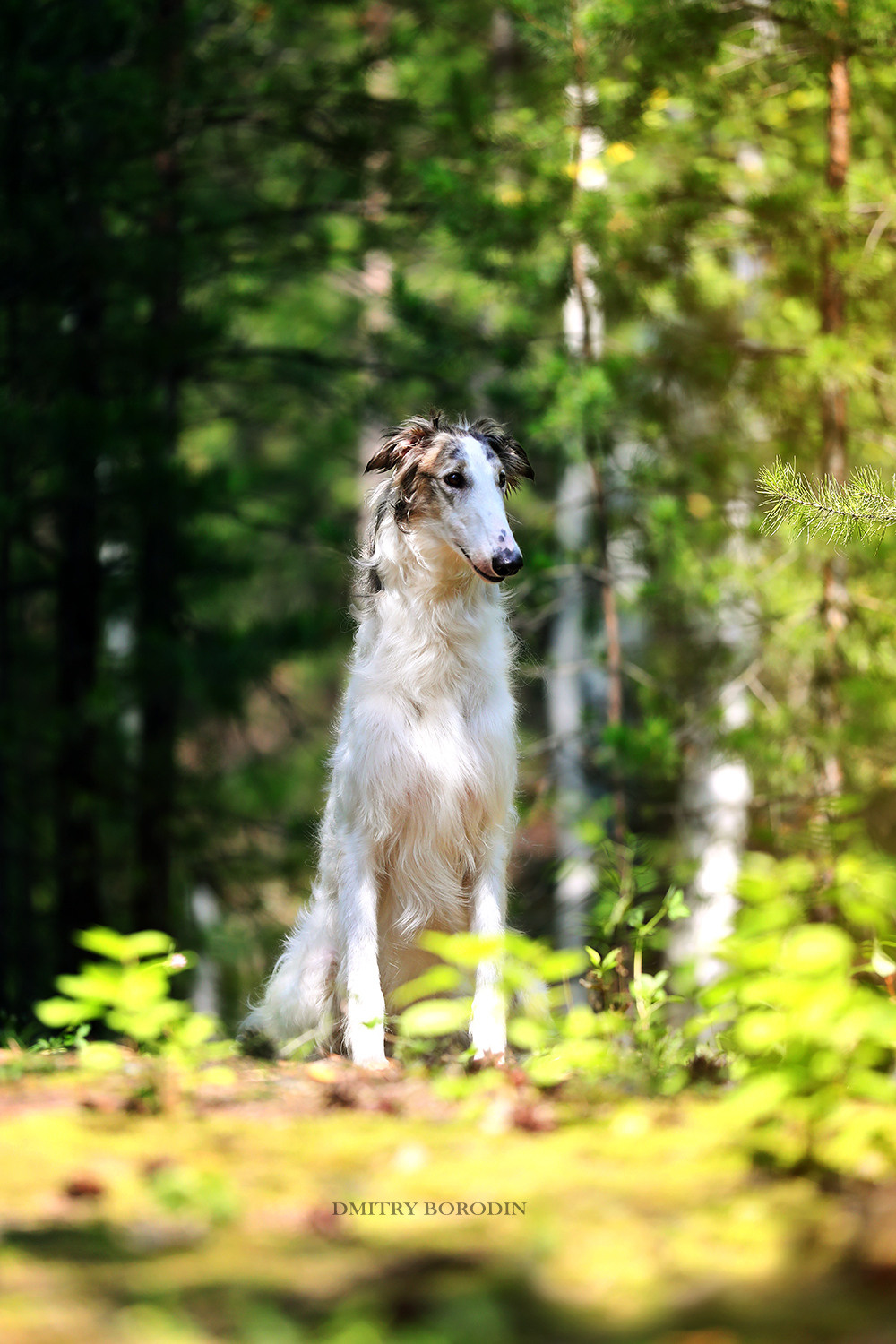 Русская псовая борзая. Фотограф Дмитрий Бородин