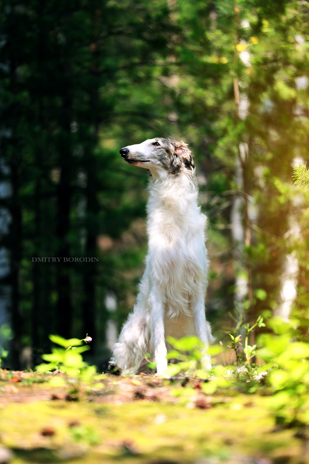 Русская псовая борзая. Фотограф Дмитрий Бородин