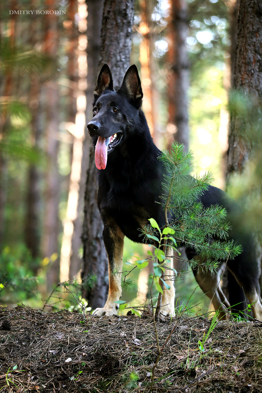 ВЕО. Фотограф Дмитрий Бородин