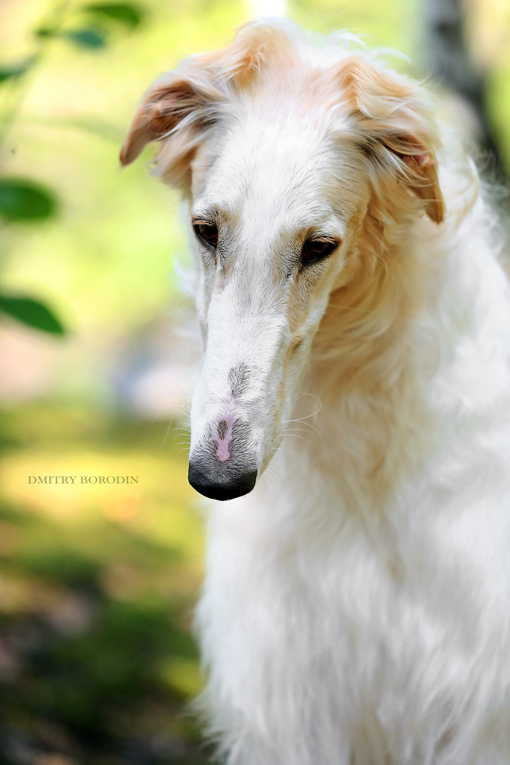 Русская псовая борзая. Фотограф Дмитрий Бородин