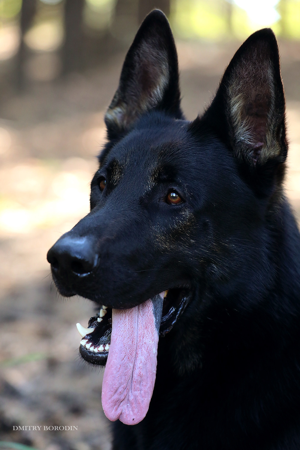 ВЕО. Фотограф Дмитрий Бородин