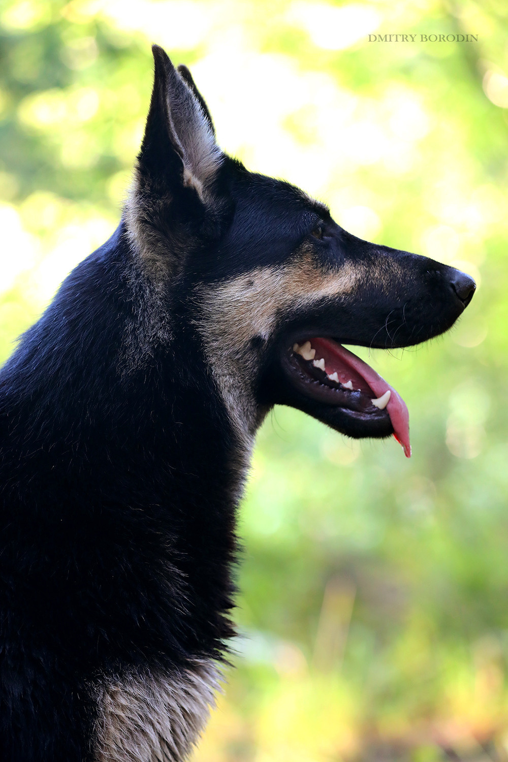 ВЕО. Фотограф Дмитрий Бородин