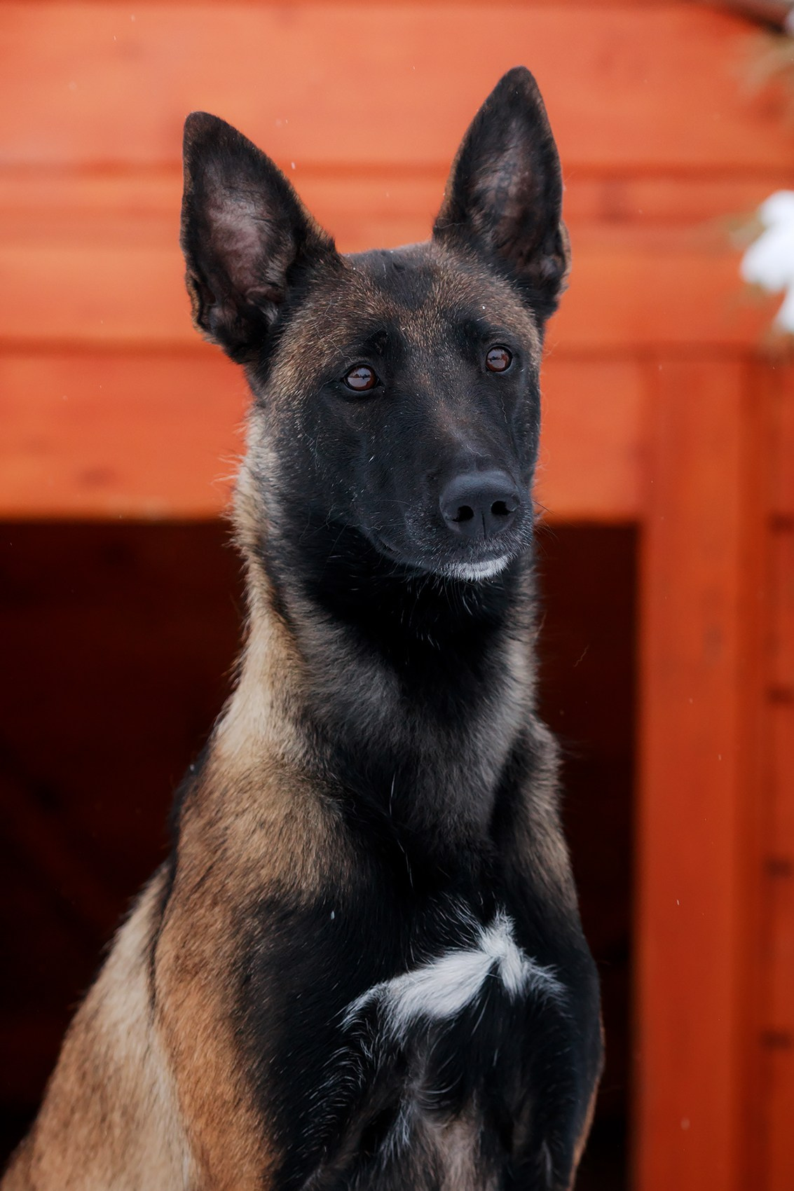 Зимние портреты. Фотограф-анималист Mary Mart — Москва, Питер