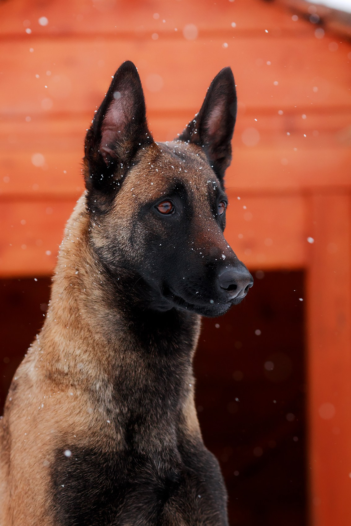 Зимние портреты. Фотограф-анималист Mary Mart — Москва, Питер