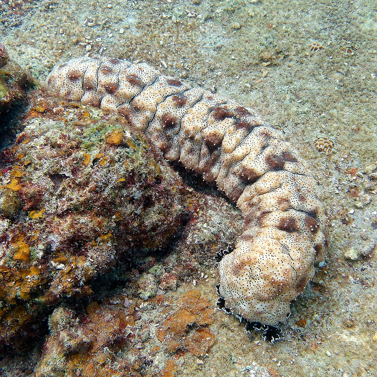 Рыбов показываю