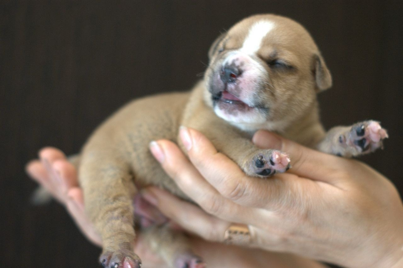 Дети Савана. ПИТОМНИК СОБАК ПОРОДЫ АМЕРИКАНСКИЙ БУЛЛИ