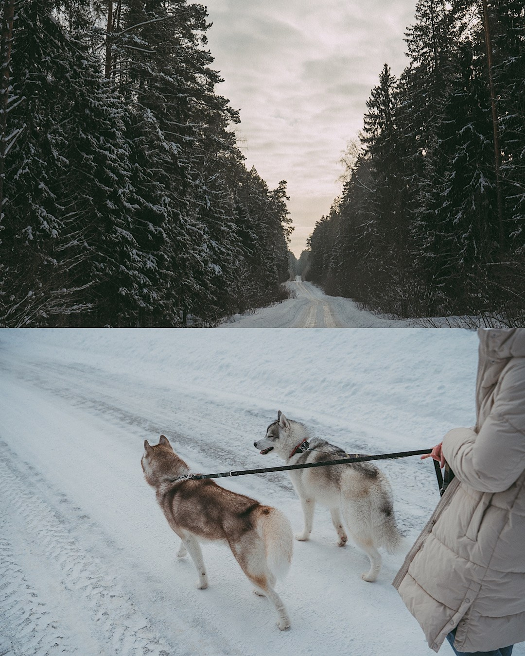 Полина, Уго и Пышка. Фотограф анималист в Москве и Санкт-Петербурге Свиридова Анна