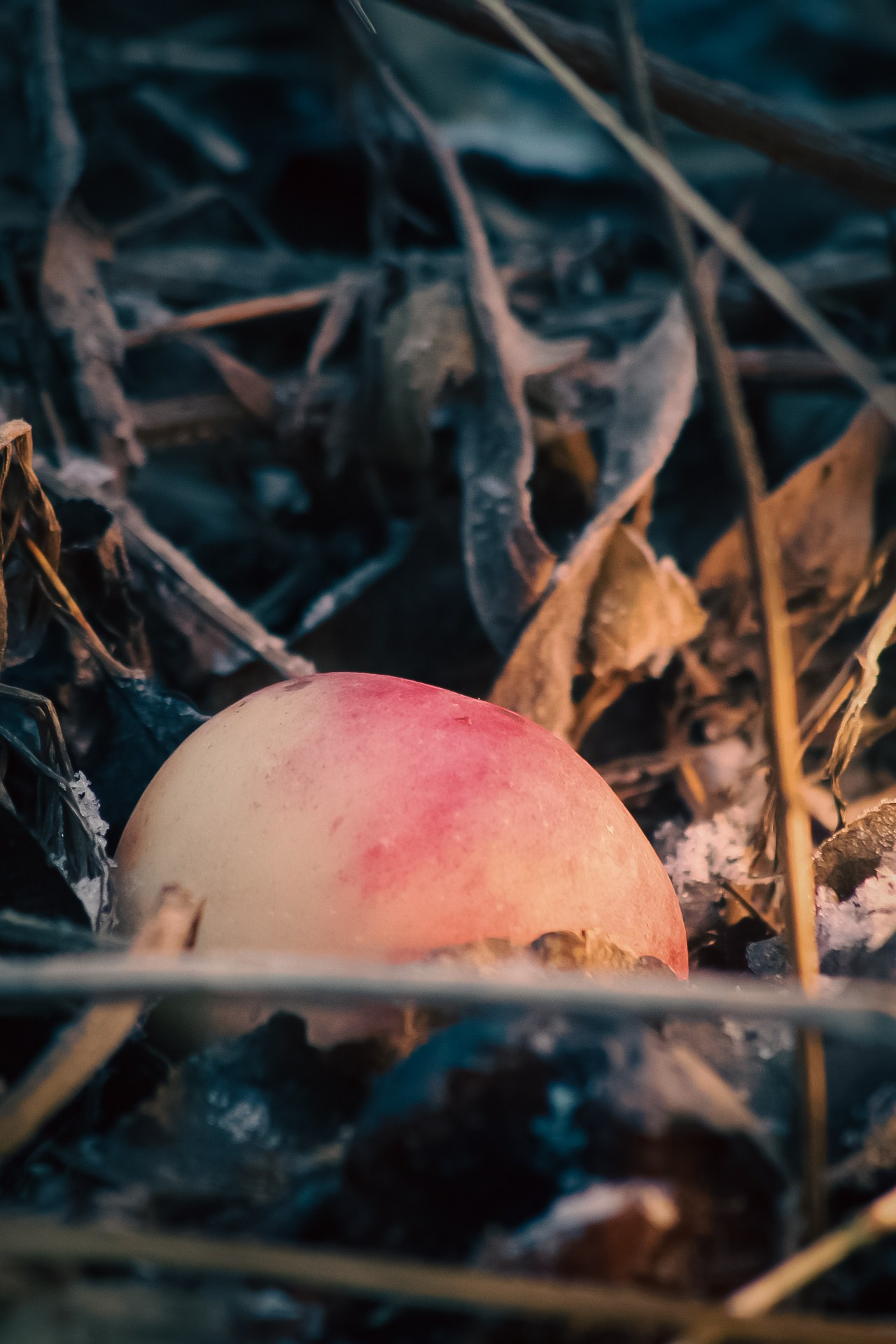 Иней. Dmitriy [KCCC] is a pretty cool photographer