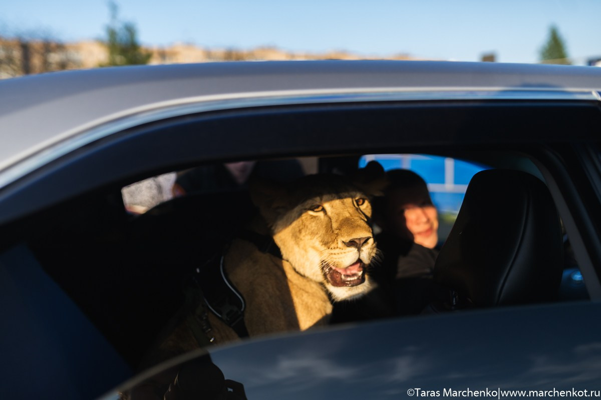 STRELKA. Репортажный и семейный фотограф в Санкт-Петербурге Тарас Марченко