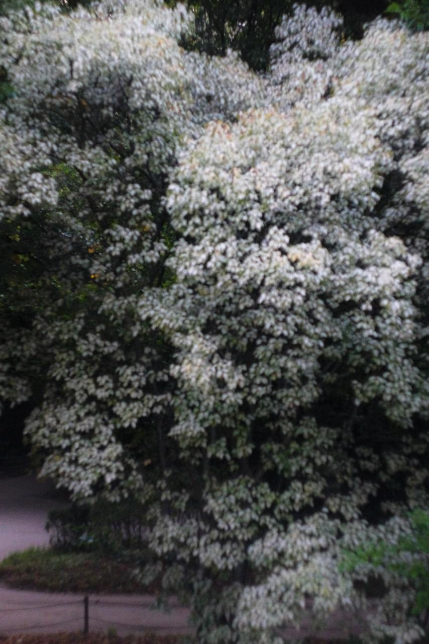 Аптекарский огород. Софа Катастрофа, Одичание. фотохудожница, креативный продюсер, автор. Nude, eros, портретный фотограф