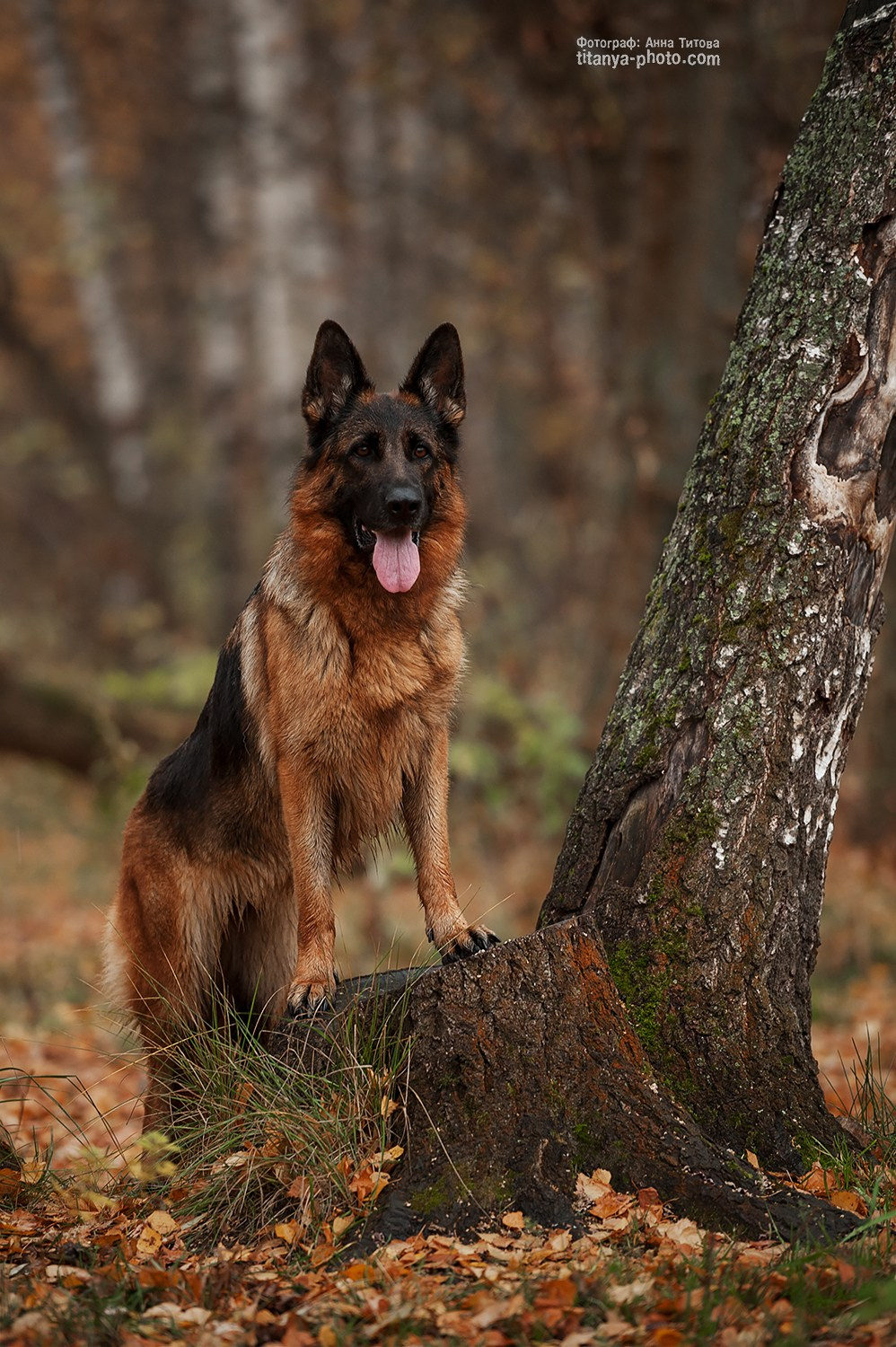 Виктория и Морриган (2018, перенос со старого сайта). Фотограф собак, фотограф-анималист Аня Титова (Titanya). Москва