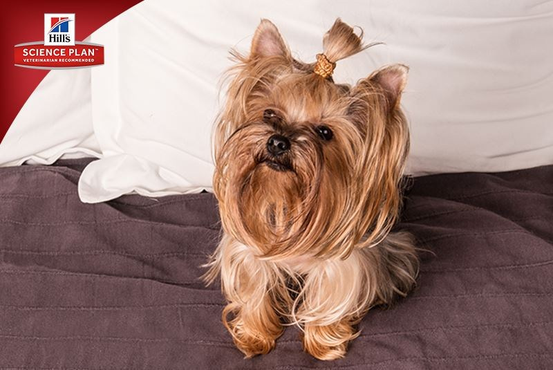 Фотосъёмка для компании Hill`s (2017, перенос со старого сайта). Фотограф собак, фотограф-анималист Аня Титова (Titanya). Москва