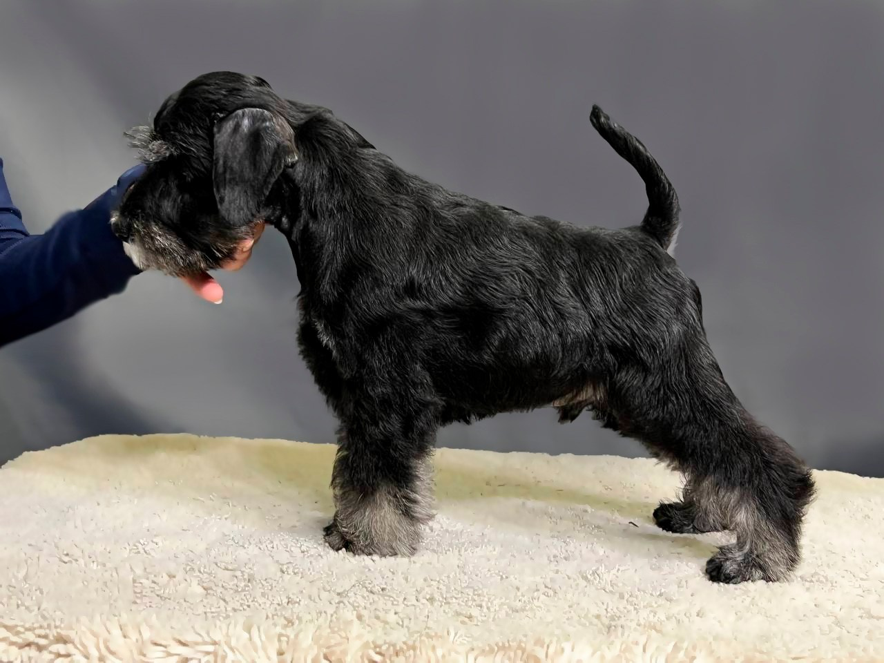 Цафир⚡️DELINSO BALANCE СZAFIR LUMIER