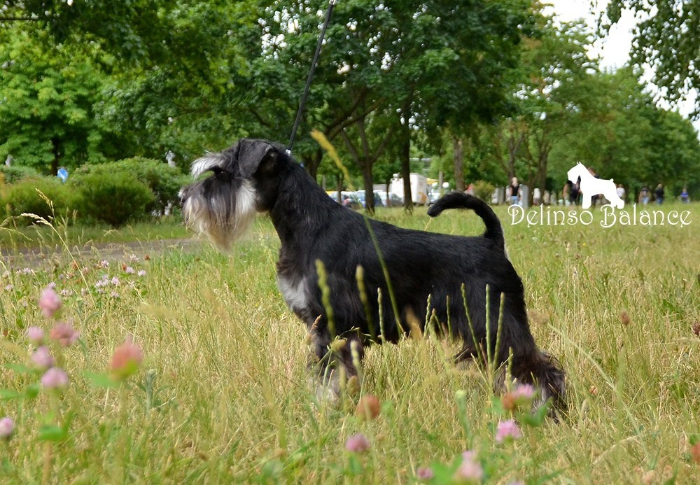 Бугатти/ Delinso Balance Bugatti. Питомник цвергшнауцеров в Беларуси «Делинсо Бэлэнс»