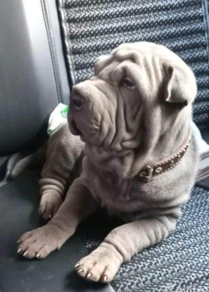 Купить Французского Бульдога Биробиджан, Купить щенка Французского бульдога Биробиджан, Питомник Французских Бульдогов Биробиджан,  Питомник Французский Бульдог Биробиджан, 