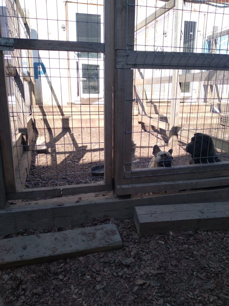 Гостиница для животных в г. Иркутск. Питомник собак Иркутск