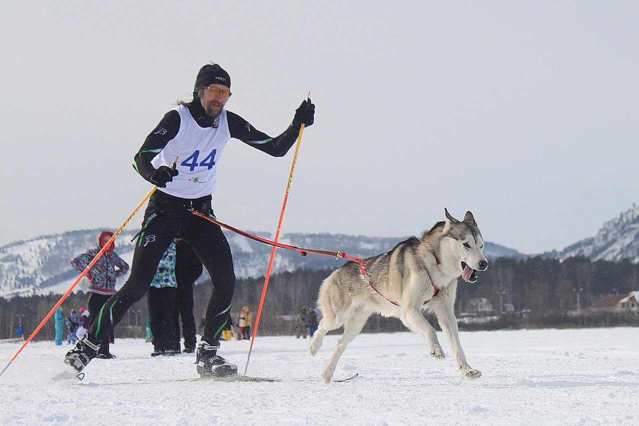 Манжерок. Гонки на собачьей упряжке