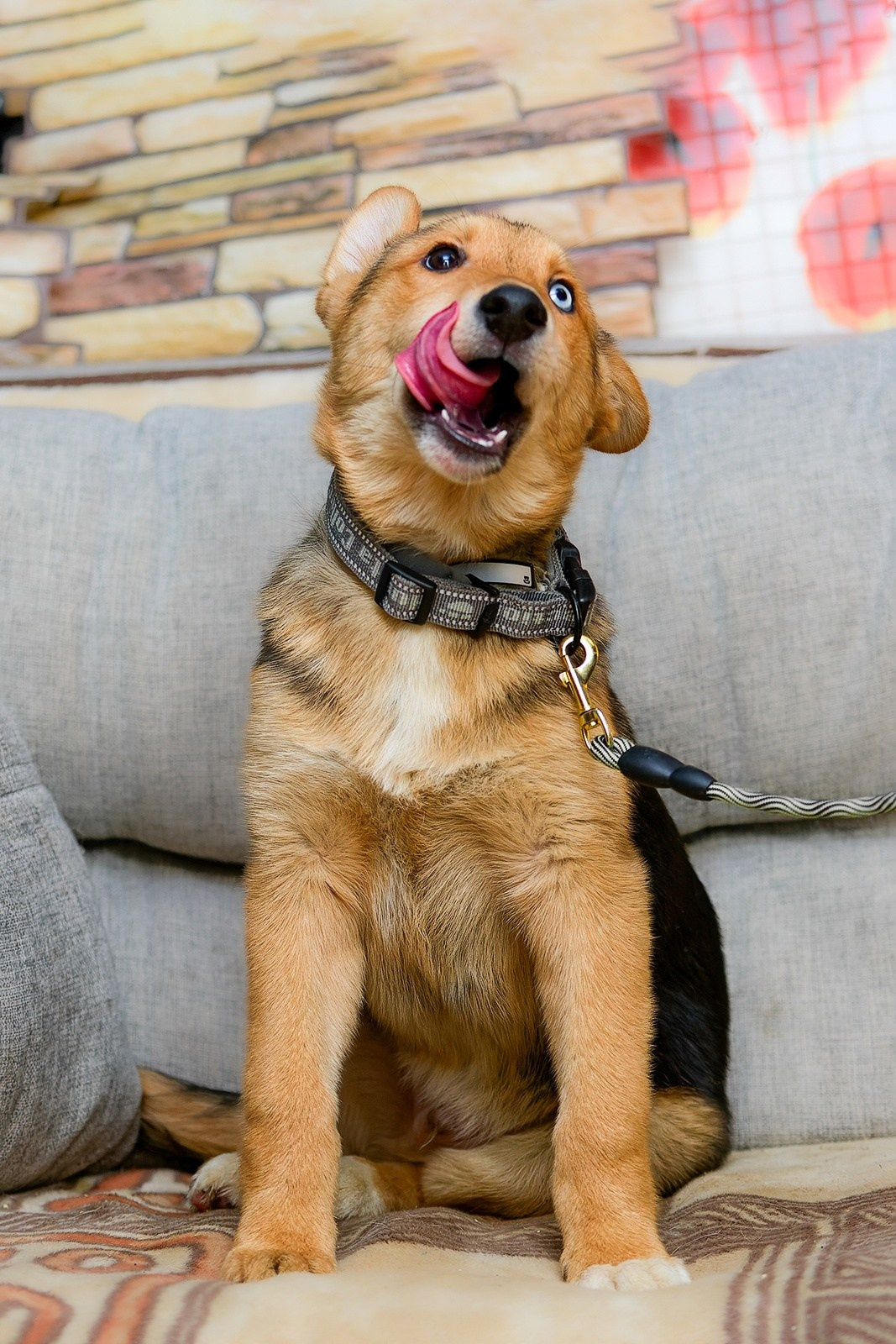 Собаки. Портреты. Irenephoto.ru