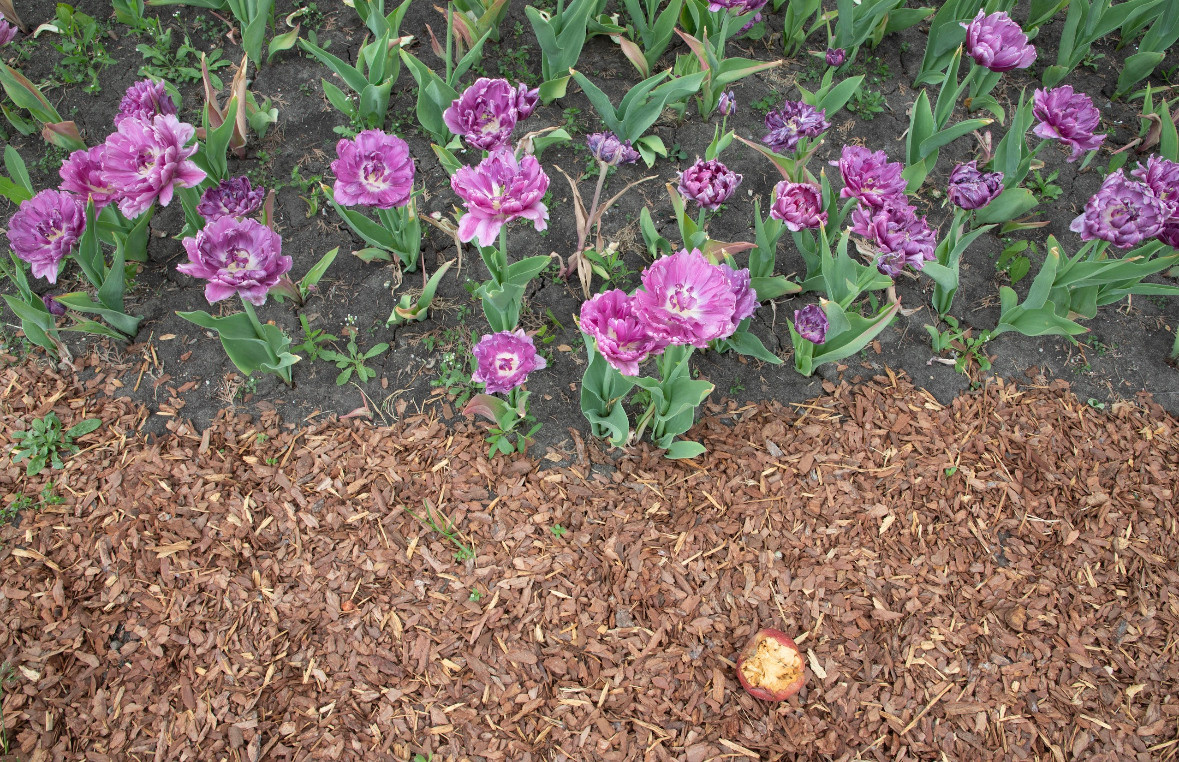 Улица Платонова. «ФотоСинтез»