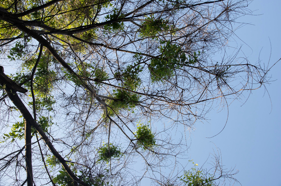 Улица Платонова. «ФотоСинтез»