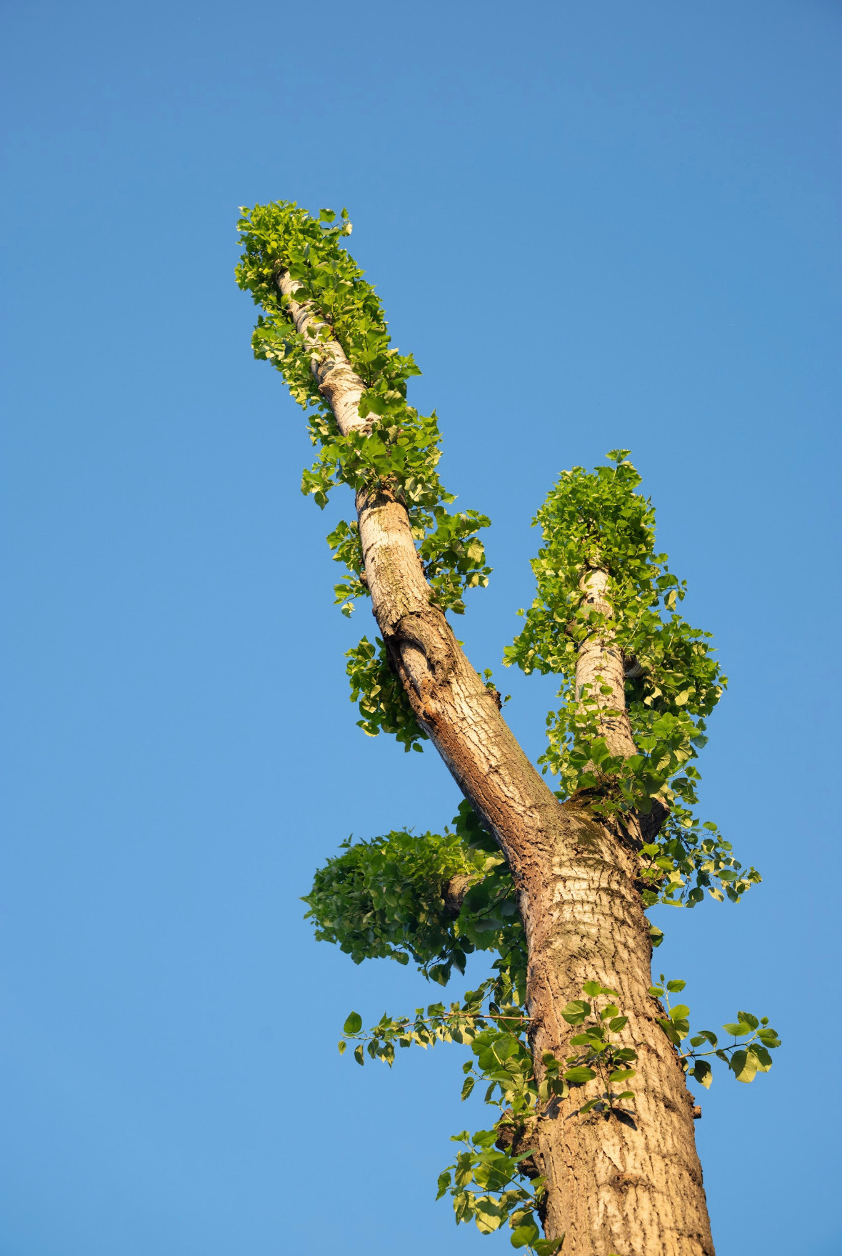 Улица Платонова. «ФотоСинтез»