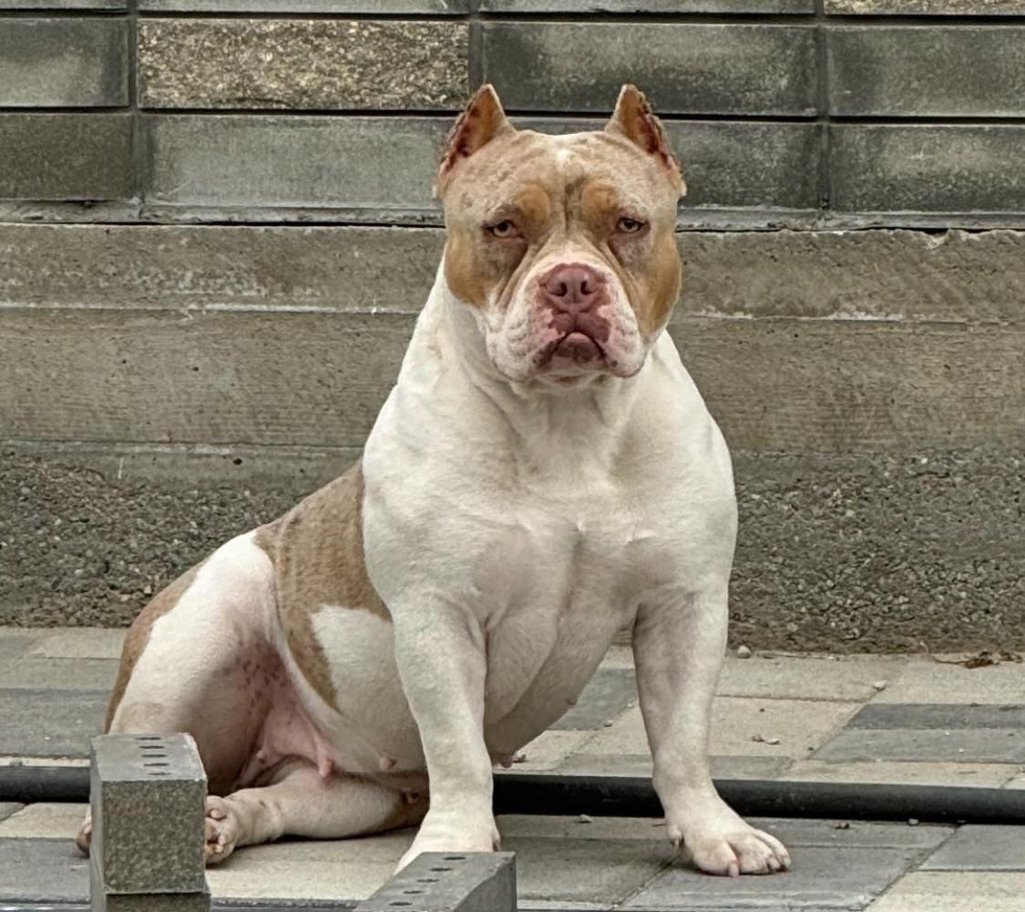 купить щенка американского булли в Калининграде