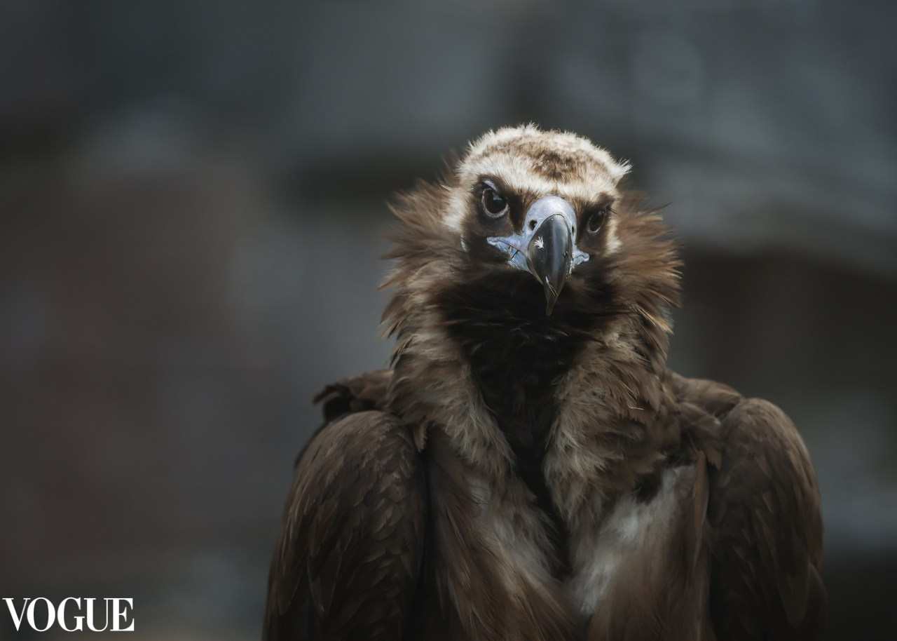 VOGUE. Репортажный, архитектурный, театральный и файн-арт фотограф Лена Мельникова в Москве