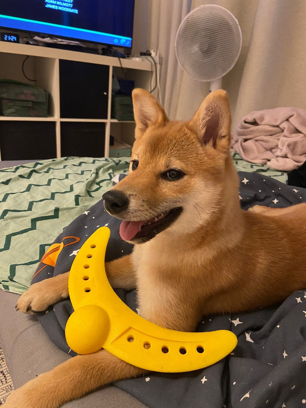 сиба питомник Рубилайт щенки на продажу rubylight  сиба щенки купить