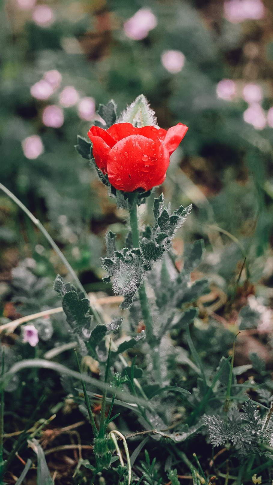 Дагестан 2021. Человек с фотокамерой