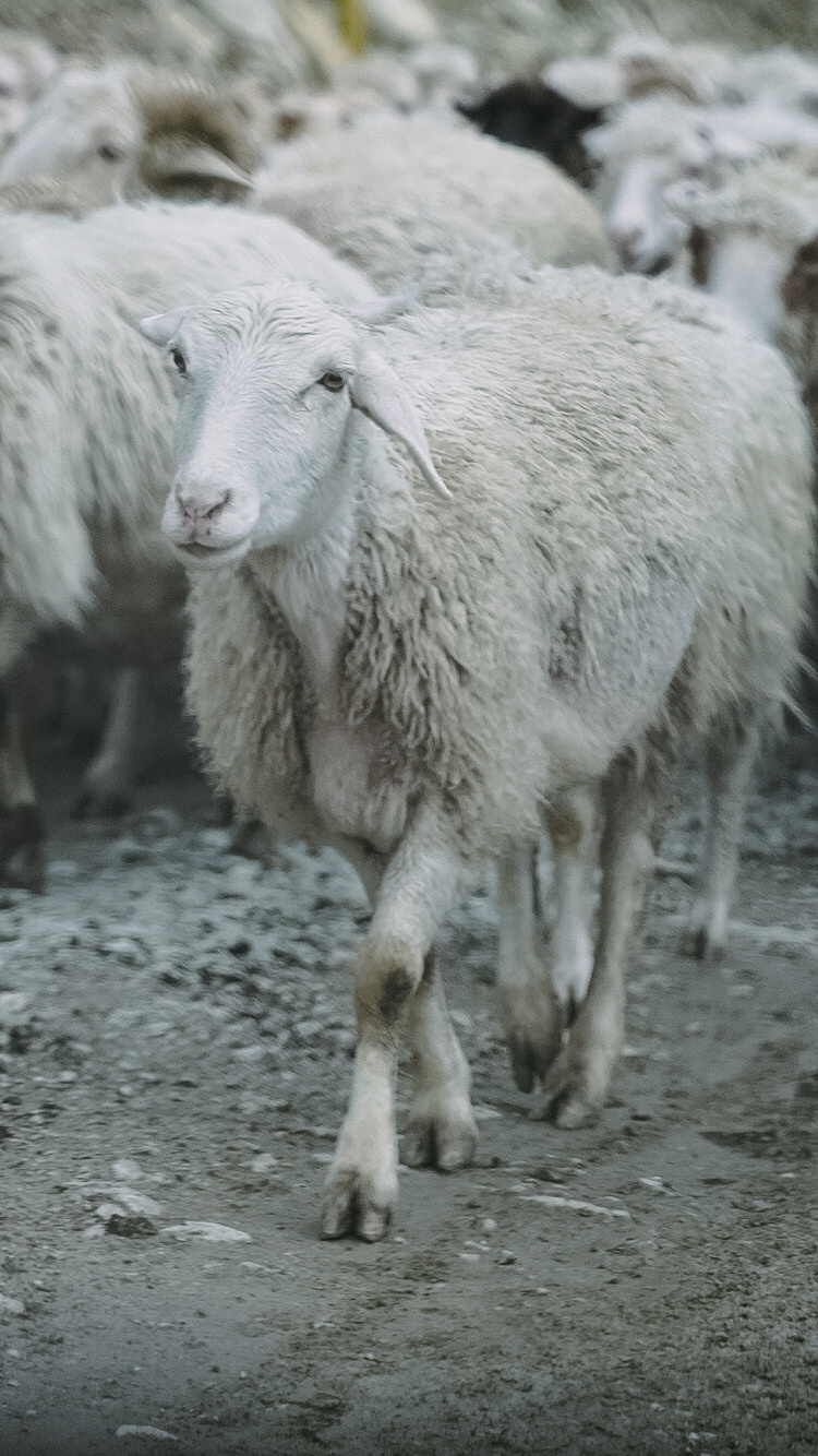 Дагестан 2021. Человек с фотокамерой