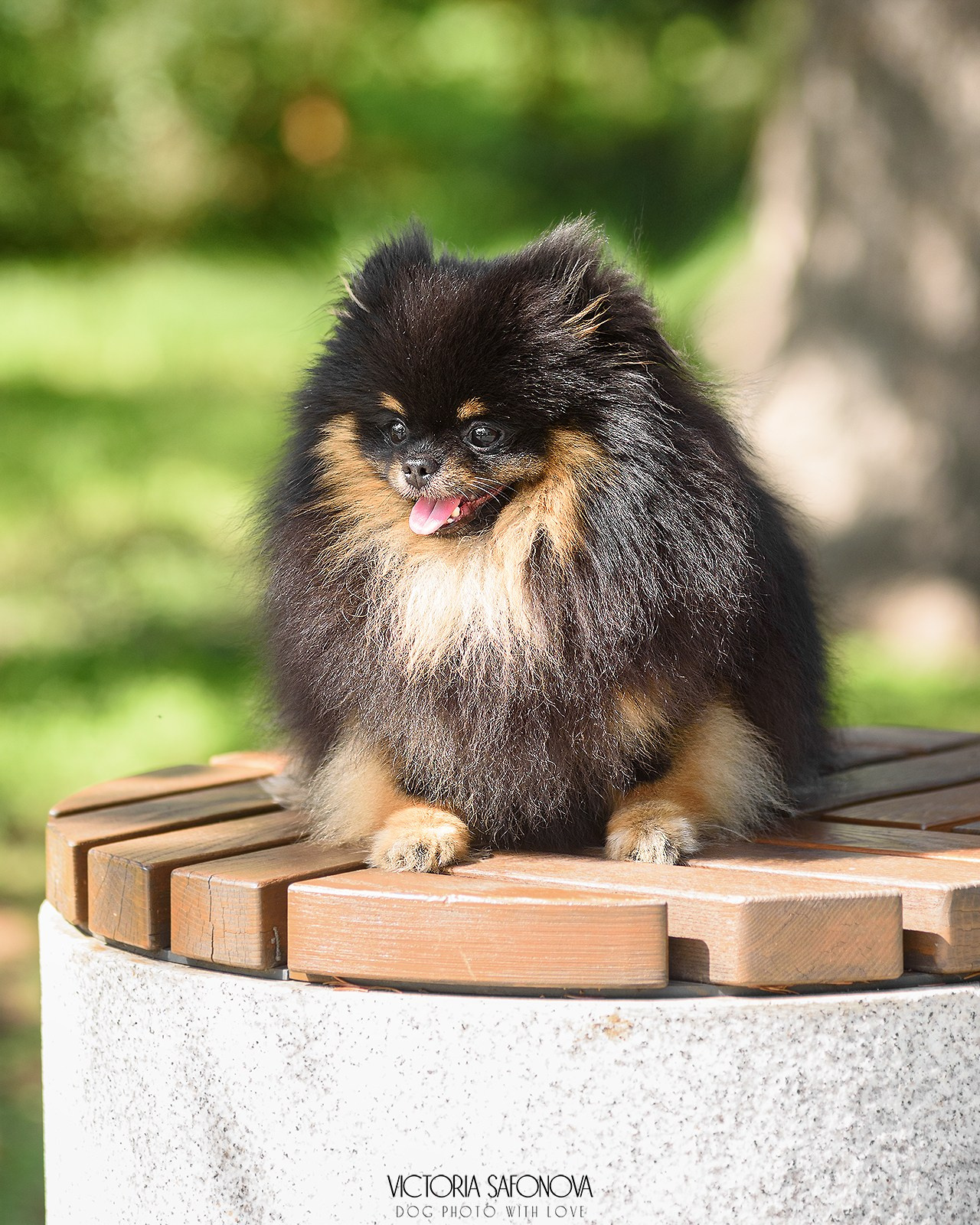Шпицы 24.07.2024. Фотограф анималист Благовещенск. Сафонова Виктория
