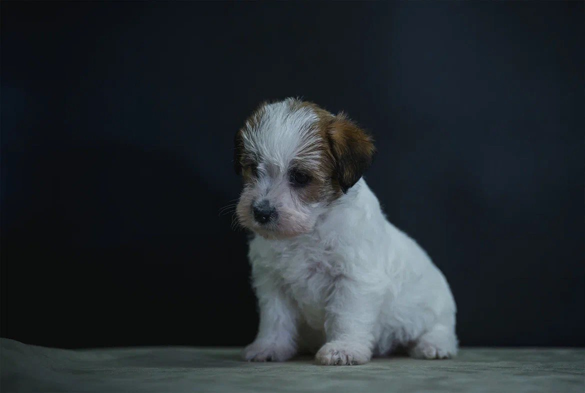 Сука 5. Lovely-Orange питомник джек рассел терьеров