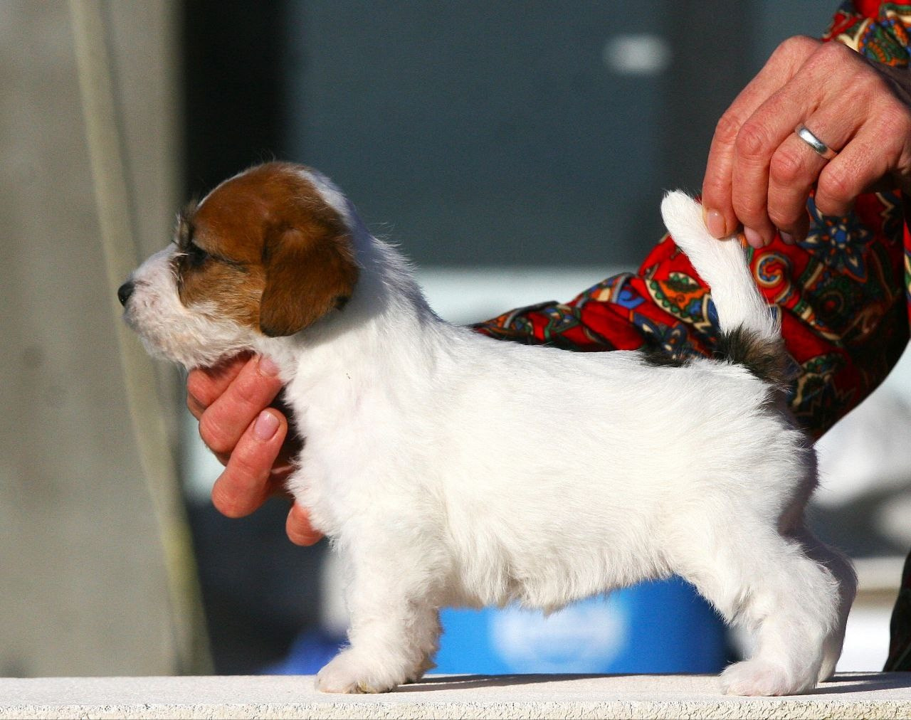 Сука 2. Lovely-Orange питомник джек рассел терьеров