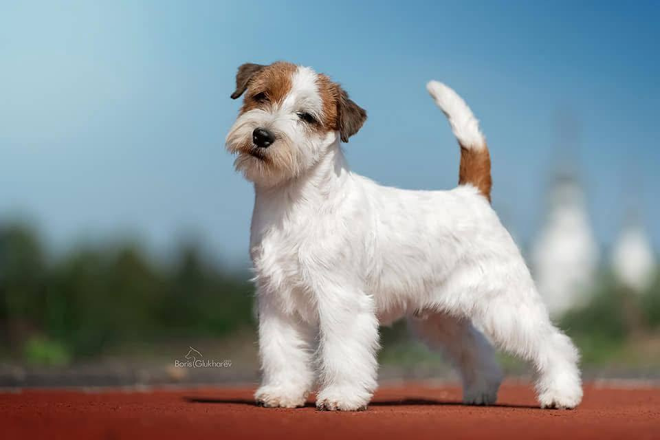 Lovely-Orange Grand Muffin. Lovely-Orange питомник джек рассел терьеров