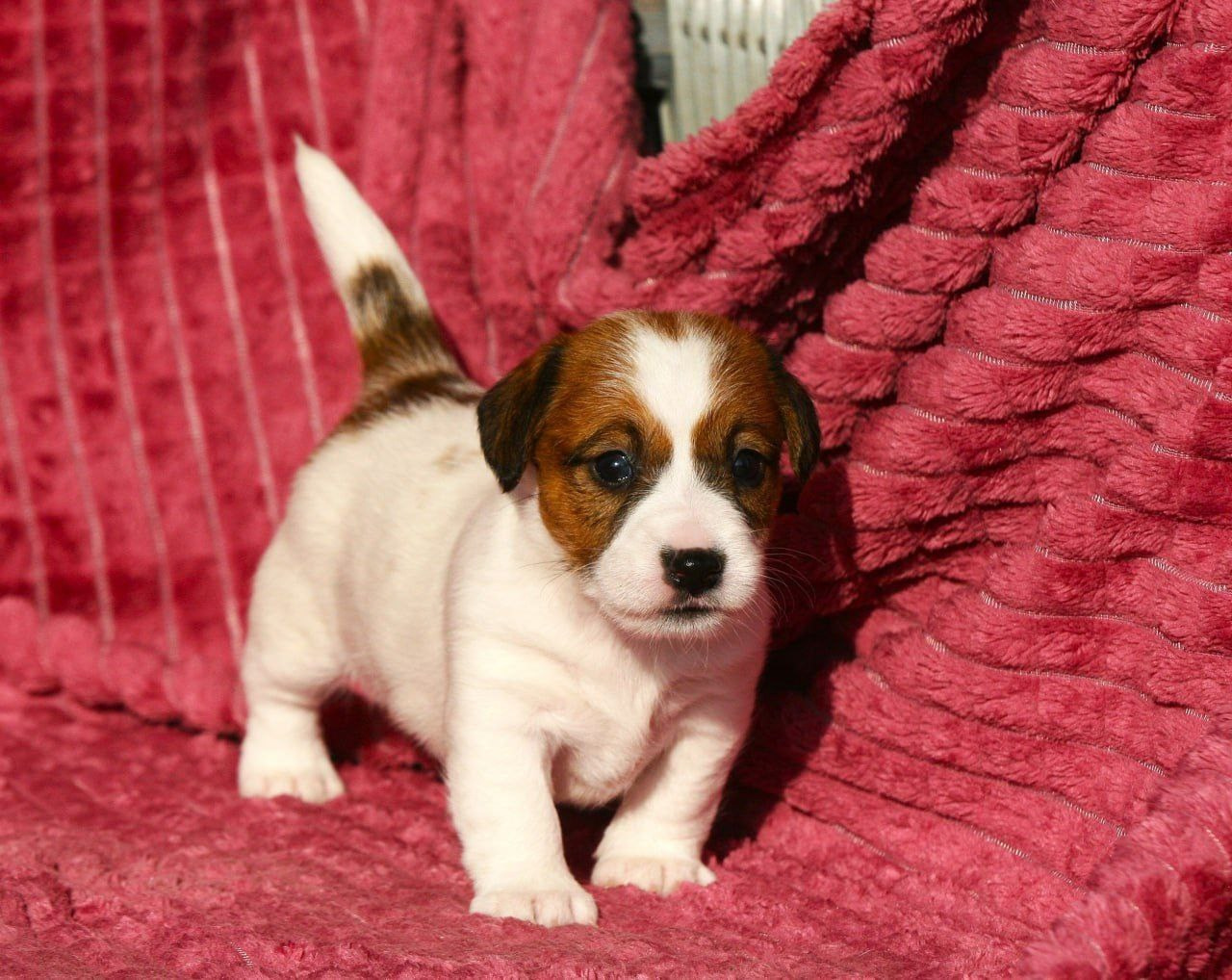 Сука 1. Lovely Orange kennel Jack Russell Terrier FCI/RKF