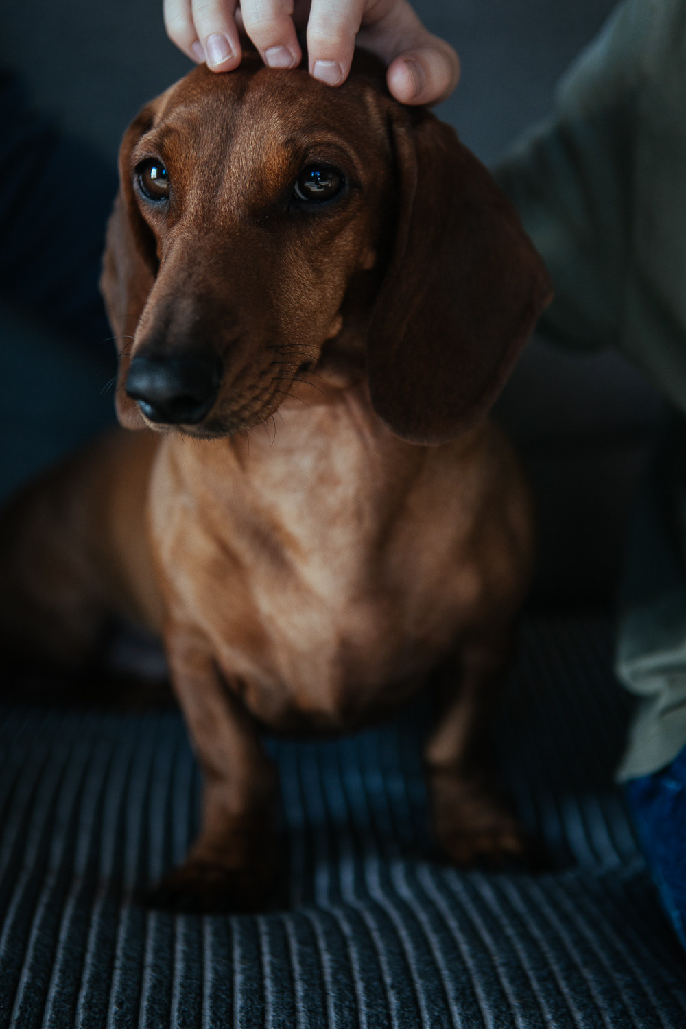 Братья наши меньшие. Детский, семейный и школьный фотограф Смоленск Москва Влад Старов