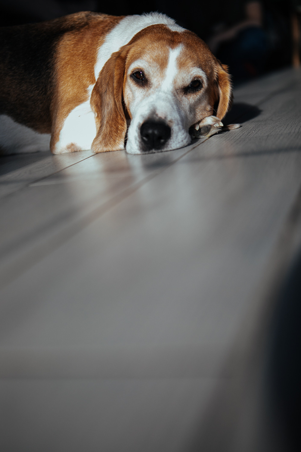 Братья наши меньшие. Детский, семейный и школьный фотограф Смоленск Москва Влад Старов