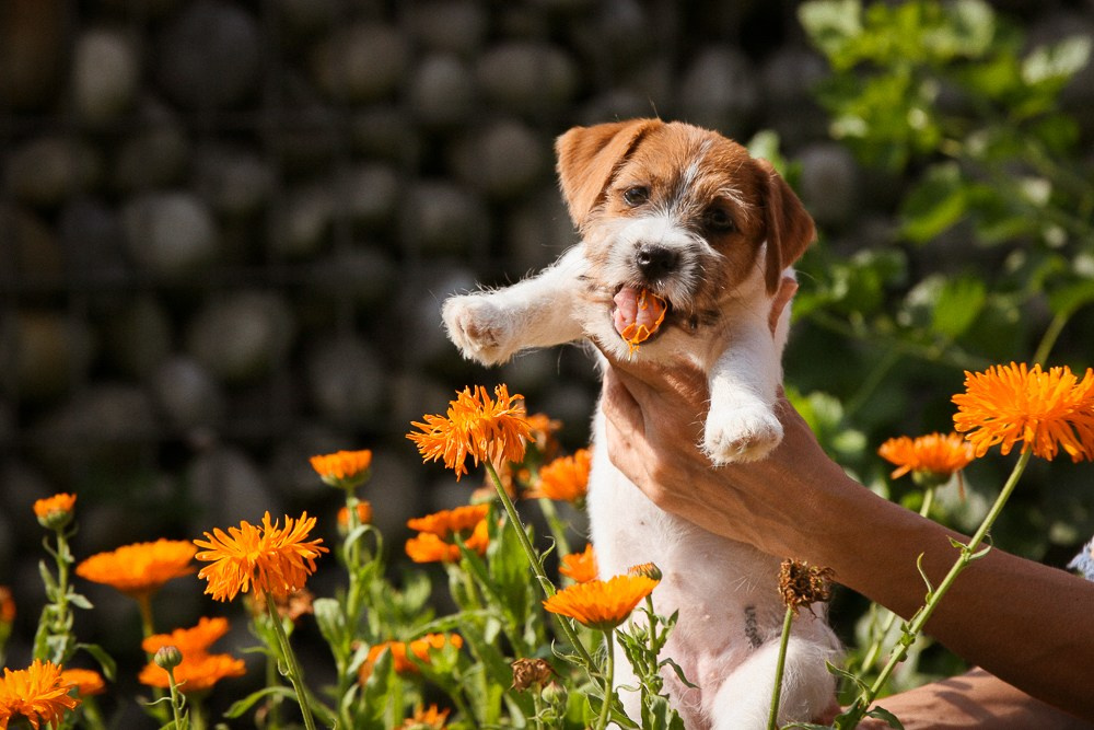 Джек рассел терьер купить.