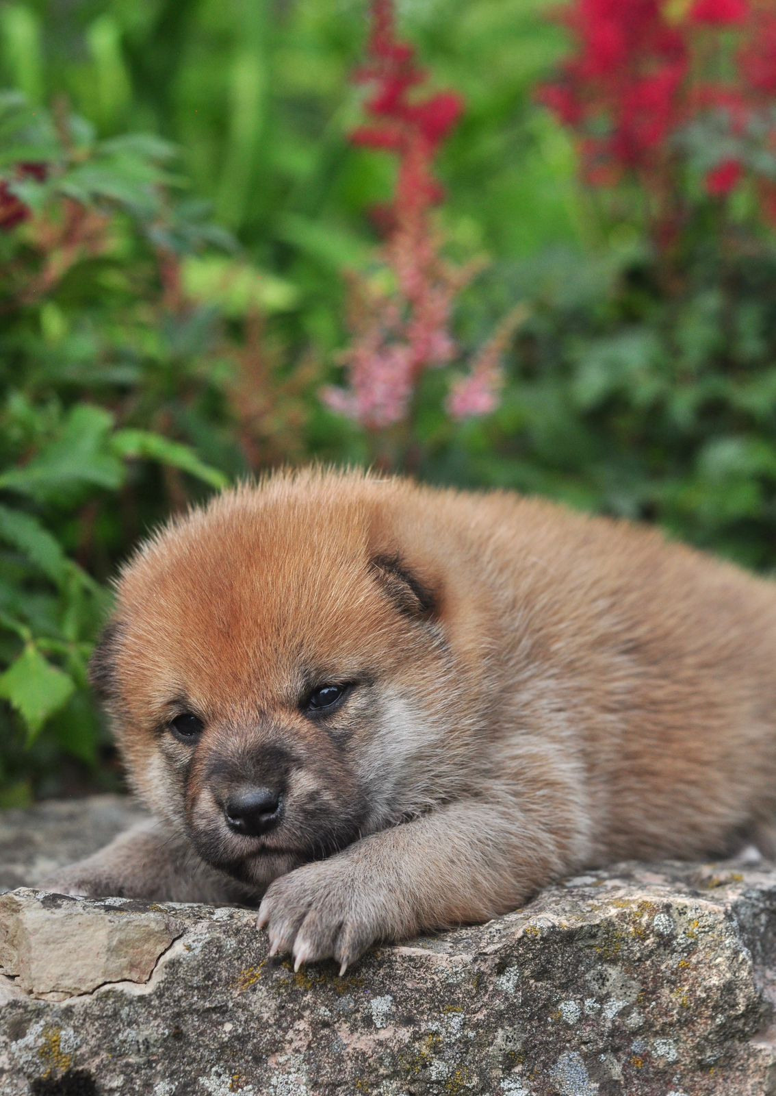 сиба питомник Рубилайт щенки на продажу rubylight  сиба щенки купить