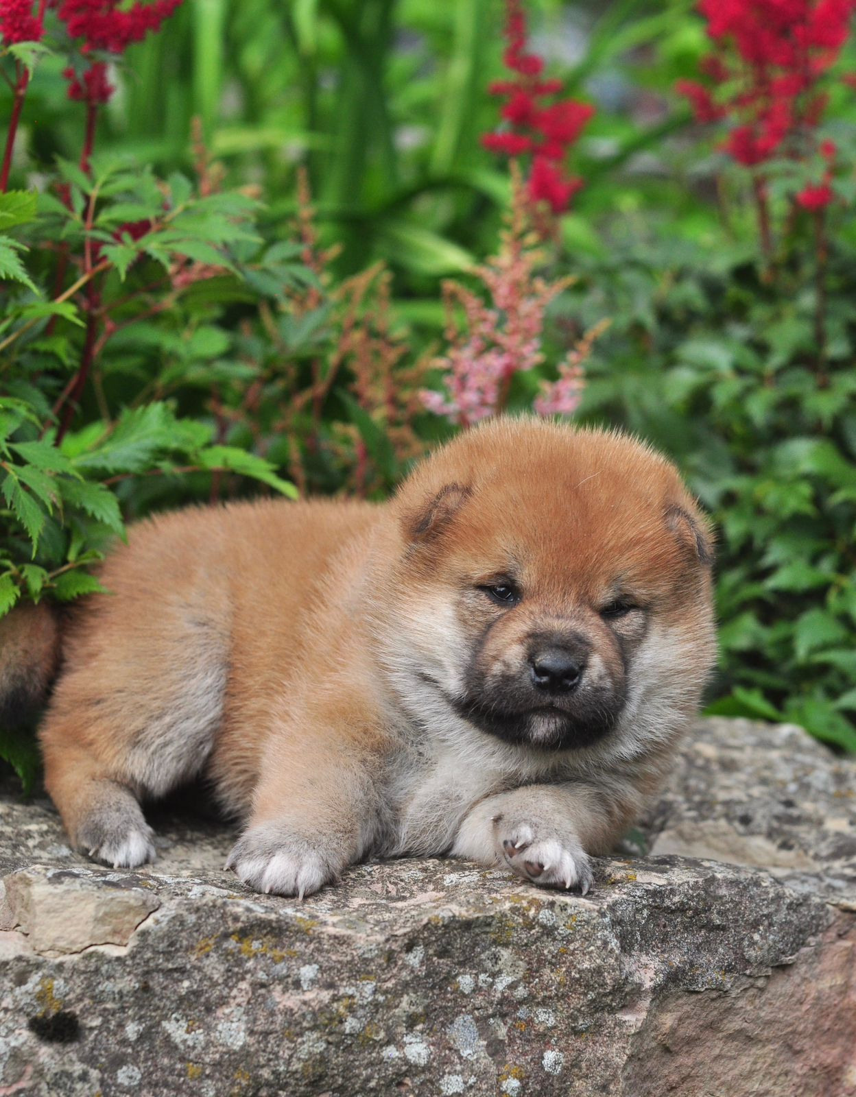 сиба питомник Рубилайт щенки на продажу rubylight  сиба щенки купить