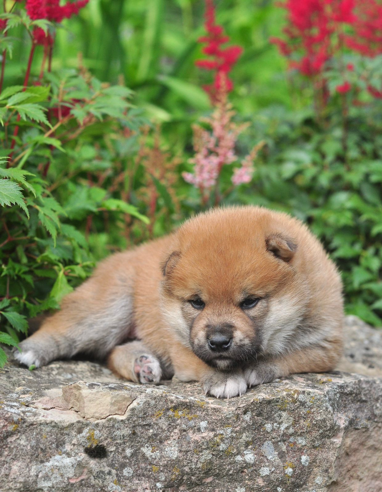 сиба питомник Рубилайт щенки на продажу rubylight  сиба щенки купить