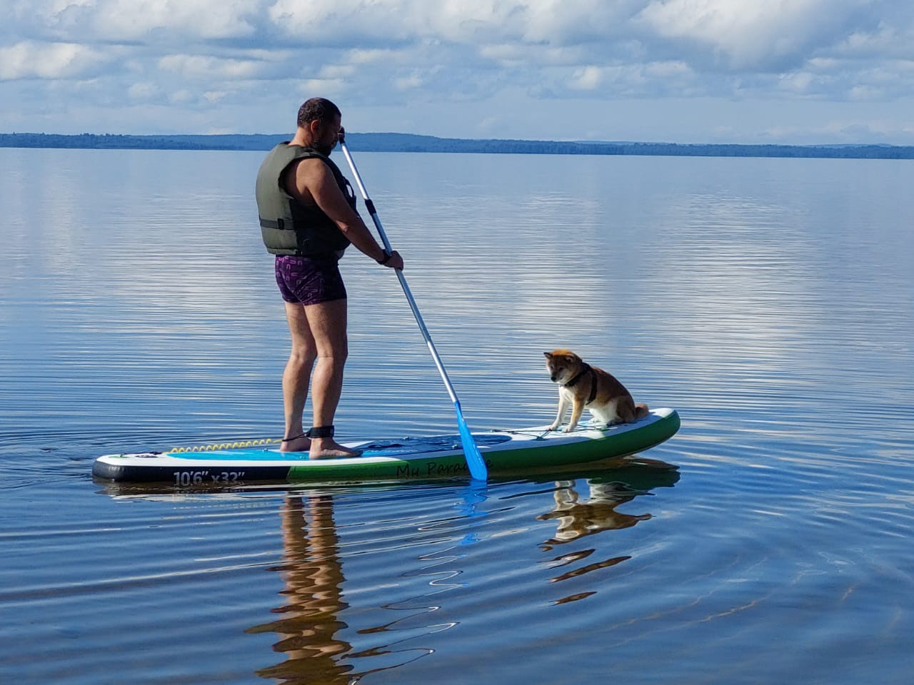 RUBYLIGHT DOLL * Долька (Отец: Хиро * HANDZIMEMESITE HIRO , Мать: Дэва * ZOLOTO PARTII DEVANA GODDESS OF HUNT) сиба