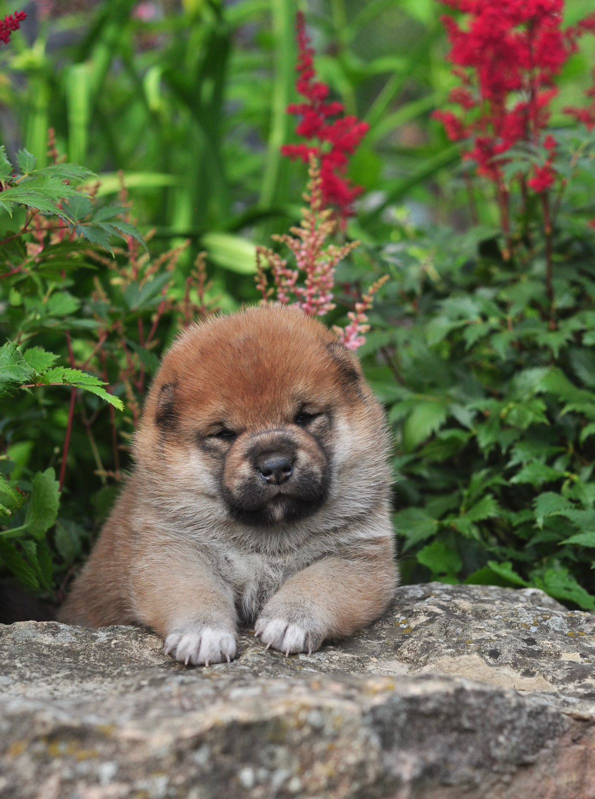 сиба питомник Рубилайт щенки на продажу rubylight  сиба щенки купить