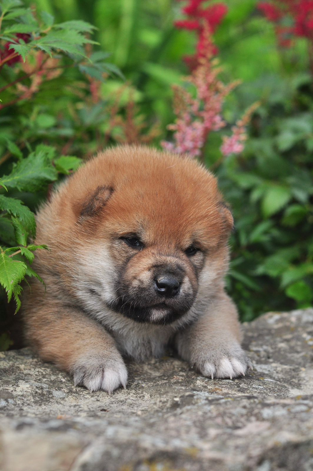 сиба питомник Рубилайт щенки на продажу rubylight  сиба щенки купить